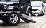 CARL - TURKEY