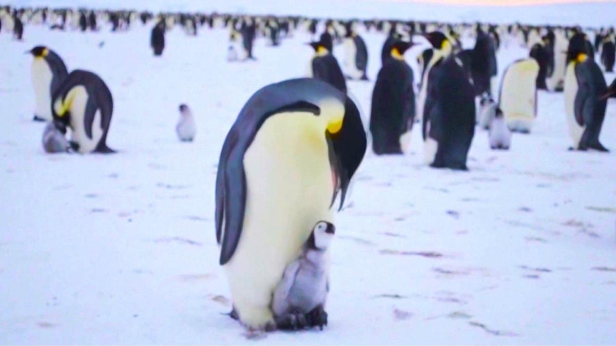 No emperor penguin chicks survived in some colonies in 2022