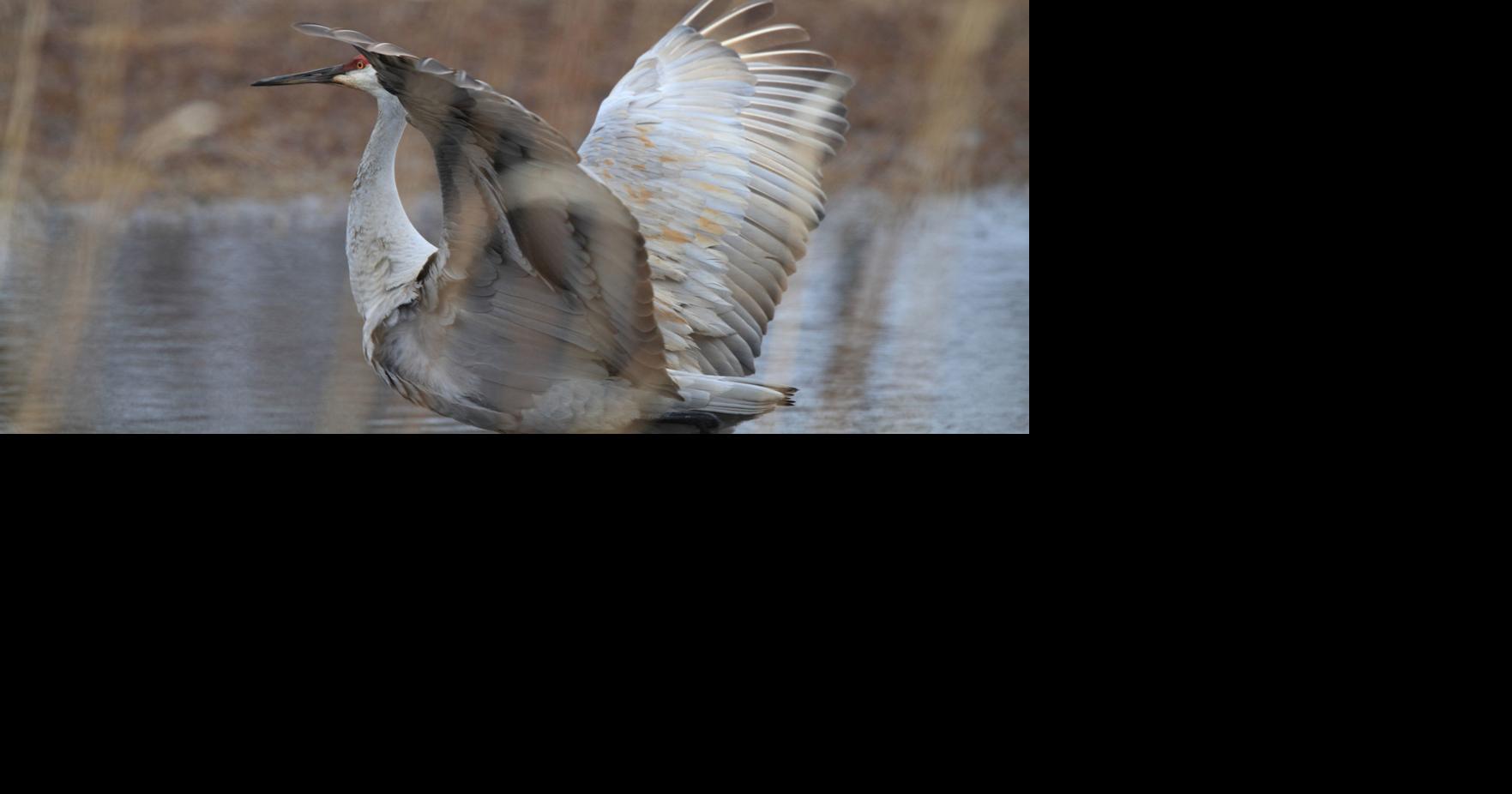 Wildlife authorities seeking Sandhill crane reported shot by arrow in Twin Lakes area