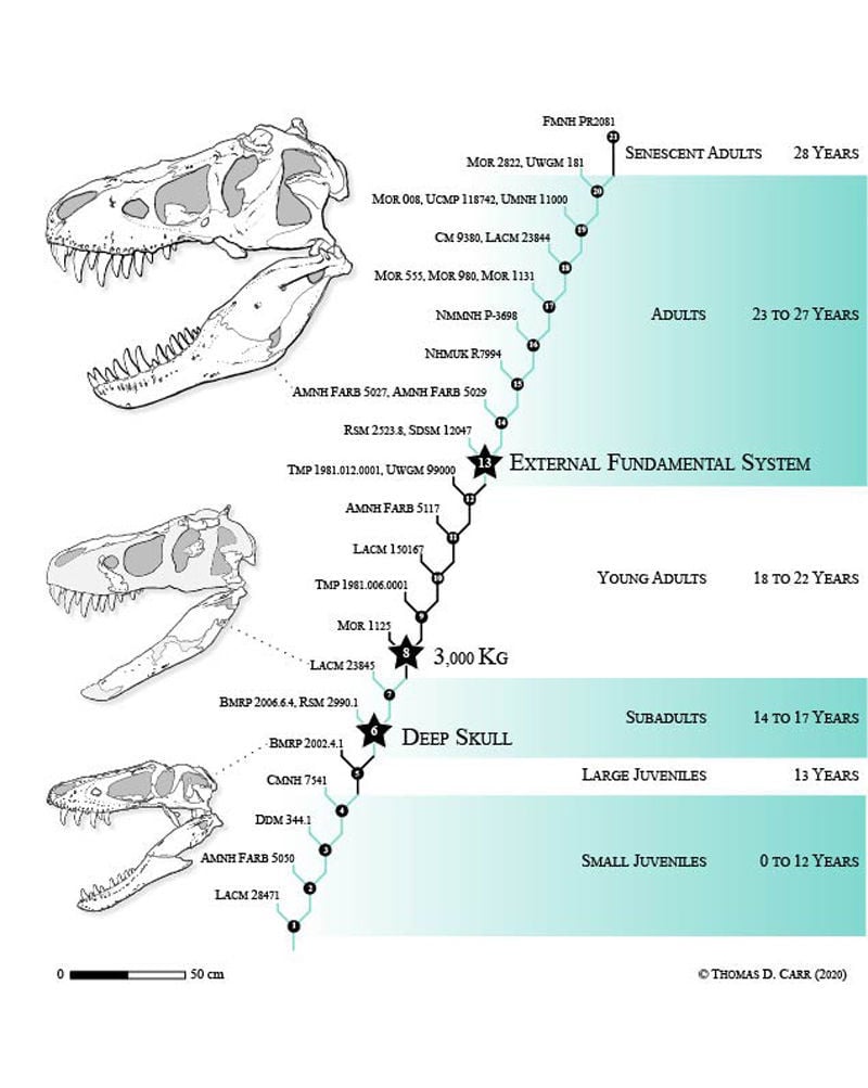 t rex an evolutionary journey