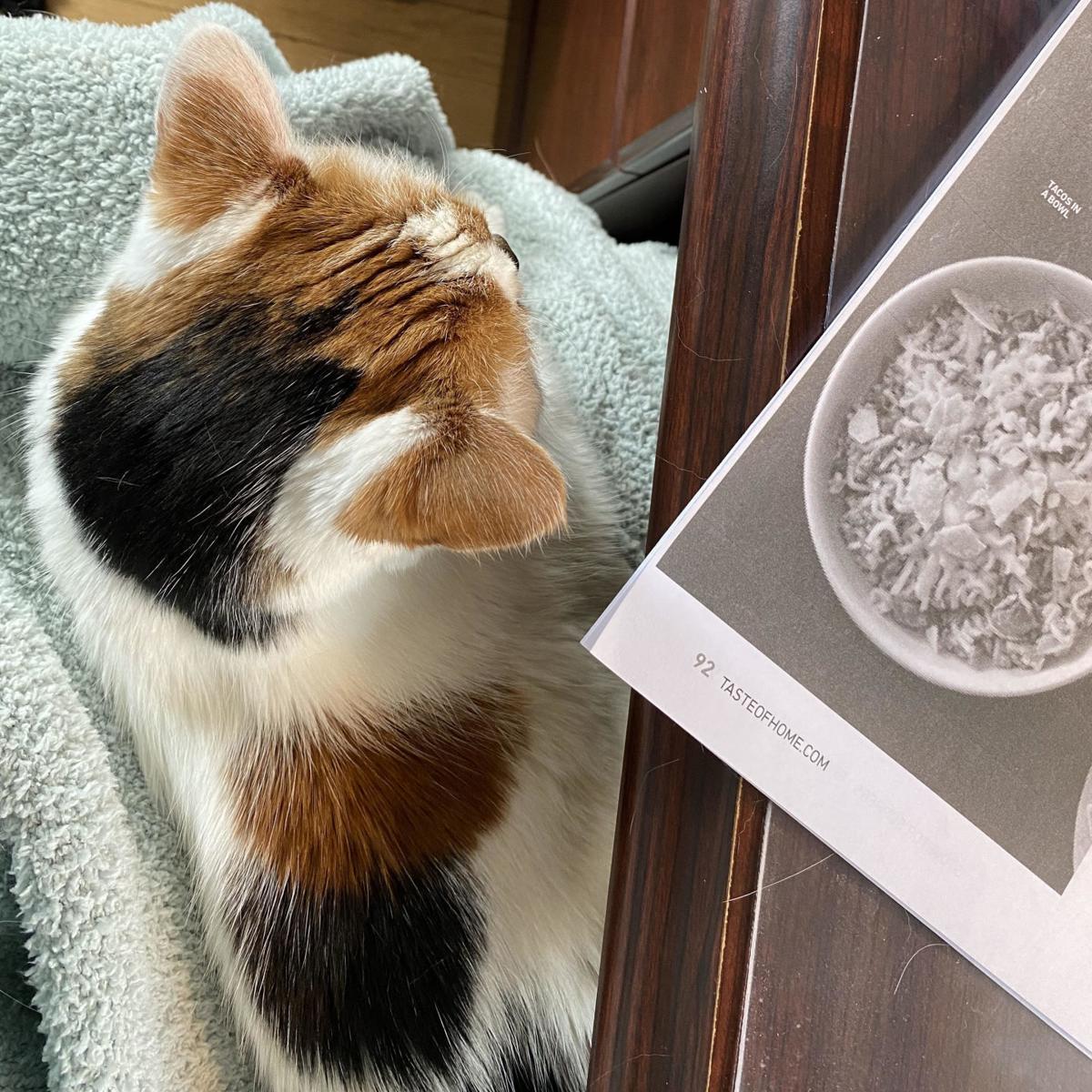 Illinois Cat Tests Positive For Covid 19 Local News Kenoshanews Com