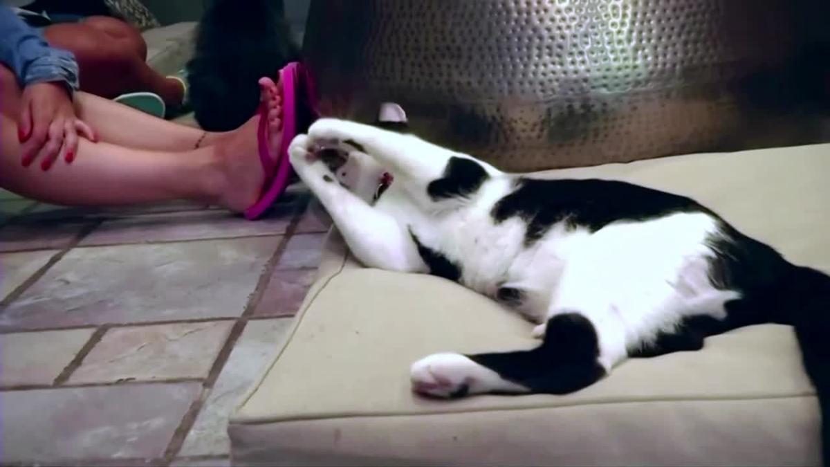 Two Cats In New York State Test Positive For Coronavirus