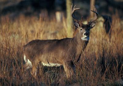 deer roads alert dot kenoshanews lifted feeding baiting ban county place last