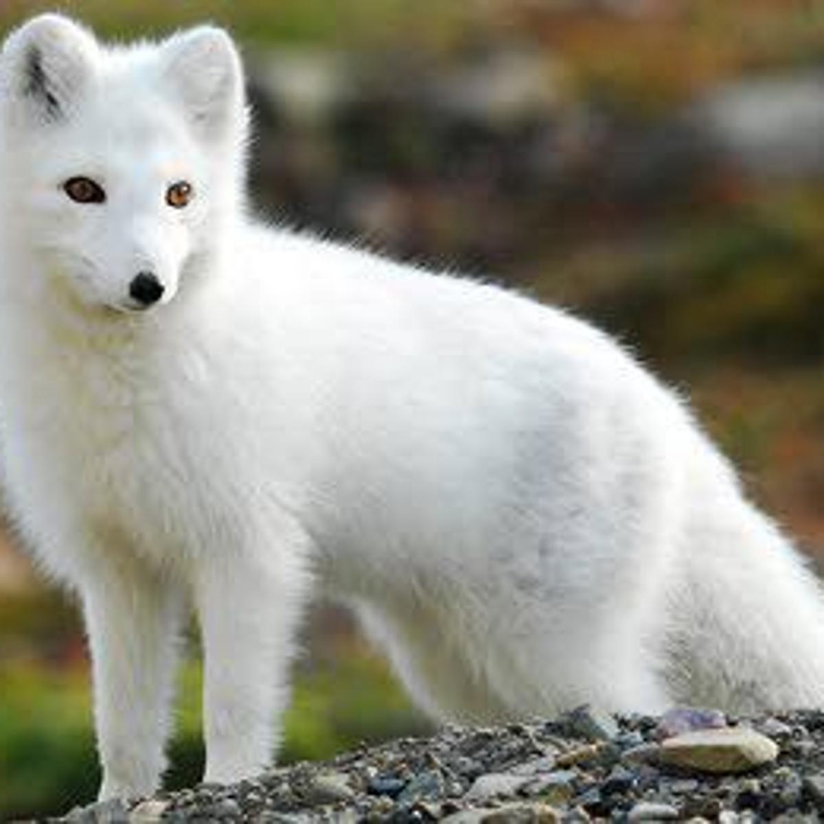 Twin Lakes Man Seeks To Have Fox As Pet News Kenoshanews Com