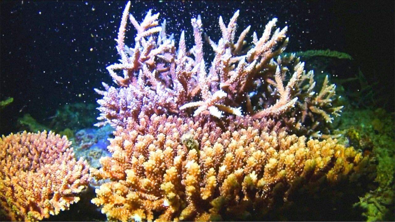 Artificial coral reefs showing early signs they can mimic real reefs killed  by climate change – new research