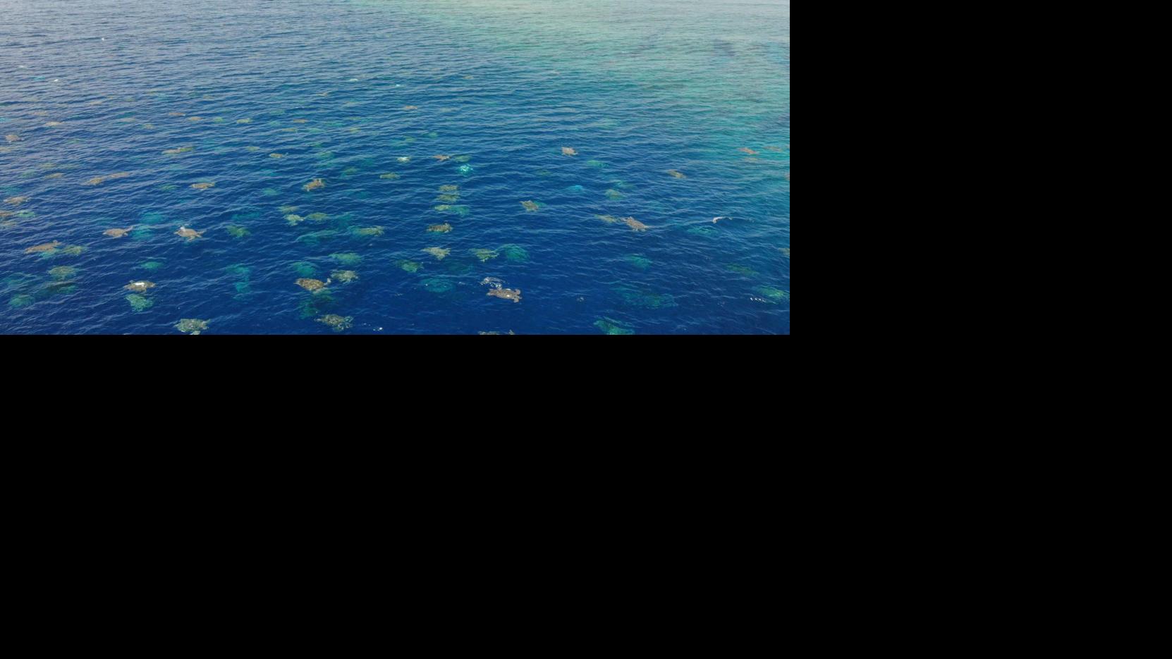 Watch Now Drone Footage Shows Thousands Of Turtles Nesting In Australia World News Kenoshanews Com