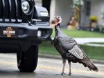 CARL - TURKEY