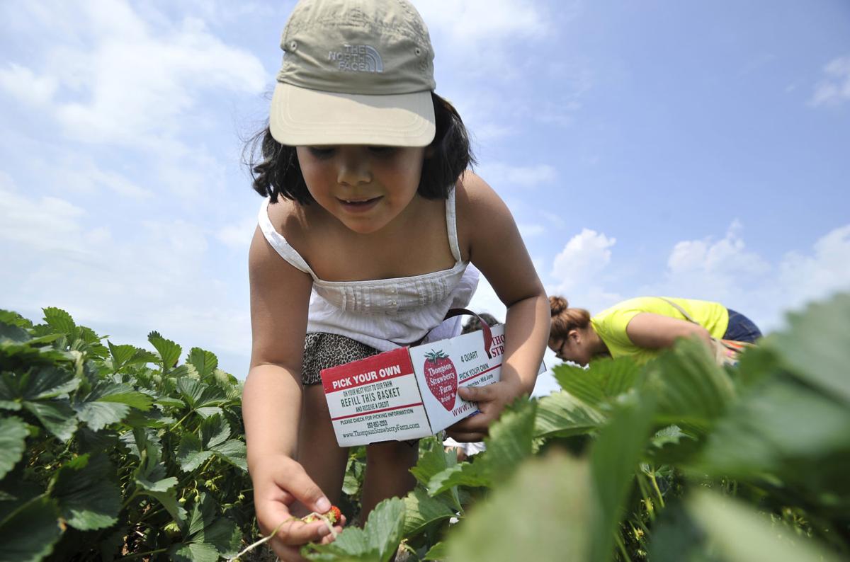 Thompson STRAWBERRY FARM