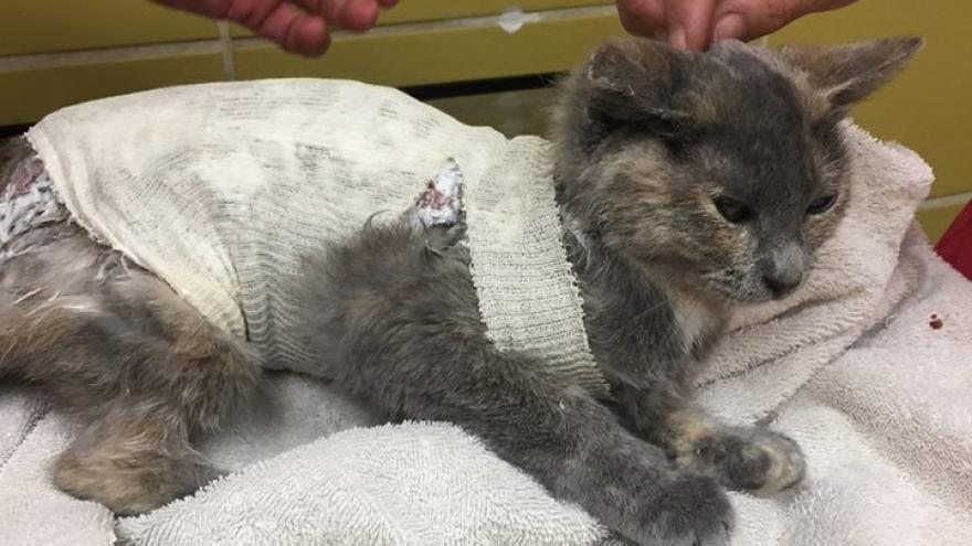 Cat with chemical burns on the mend with help of Kenosha rescue group ...