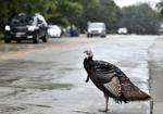 CARL - TURKEY