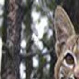 Rare Bobcat Hit By Car In Burlington News Kenoshanews Com