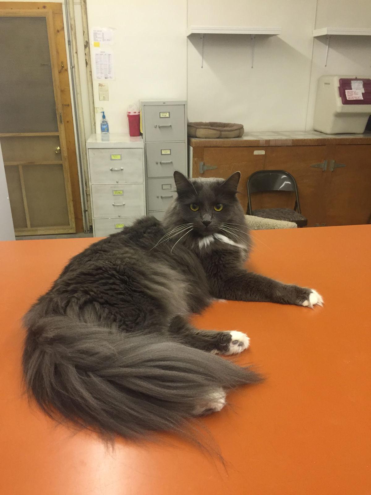 Pet Adoption From Kindred Kitties Local News Kenoshanews Com