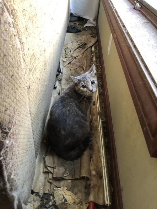 Cat capture from hoarder’s house reaches record 158; free barn cats