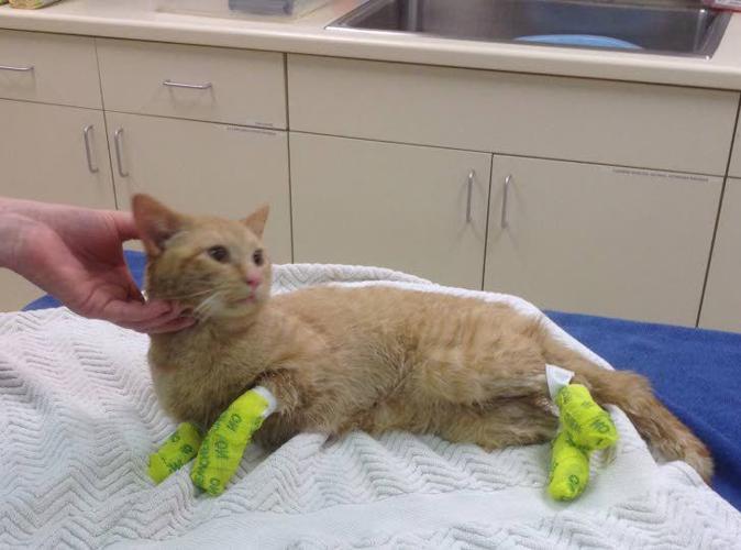 Authorities probe case of severely burned cat