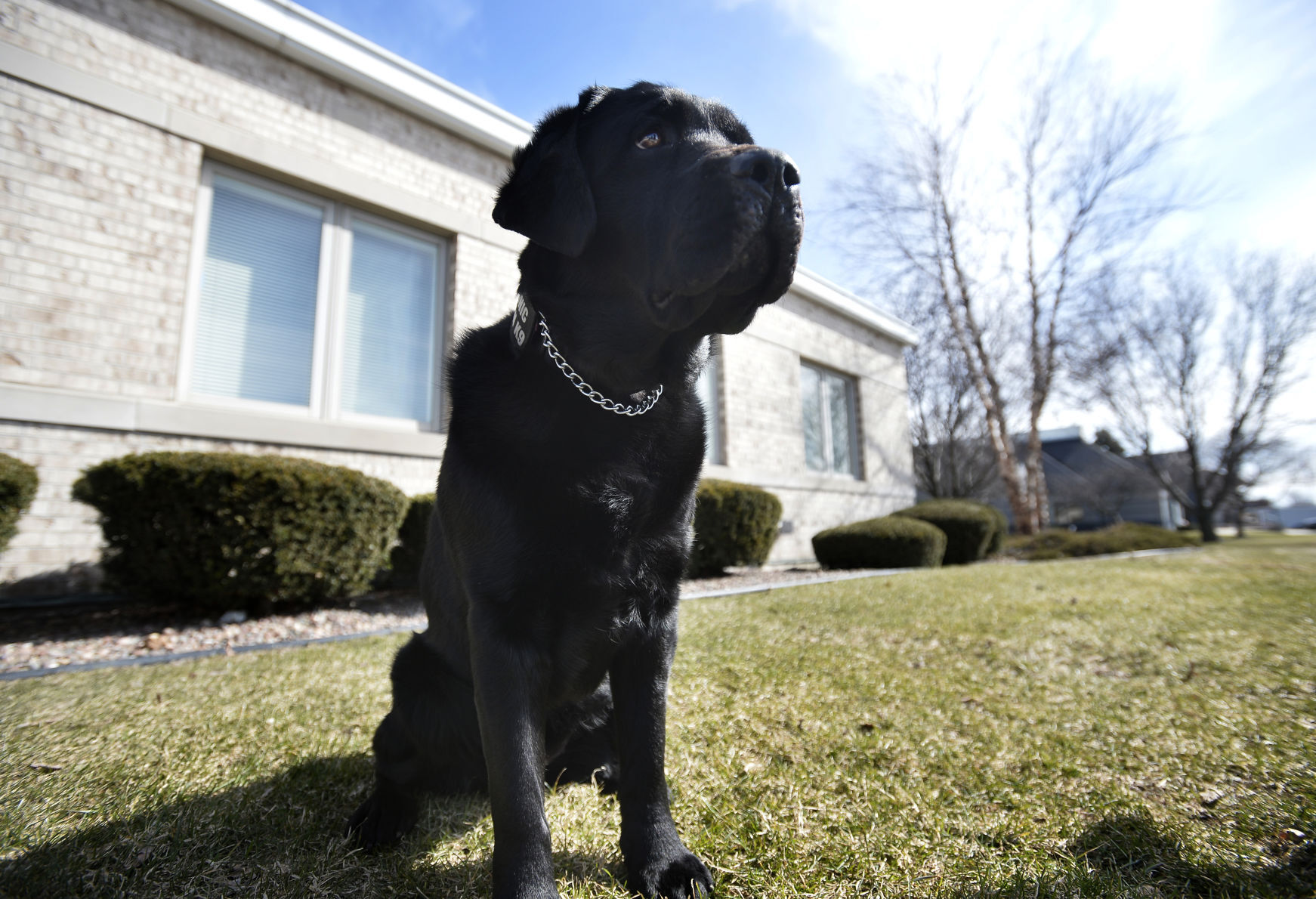 Kenosha's newest K9 is a specialist in finding hidden electronic