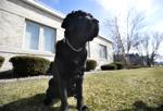 IRIS - POLICE DOG