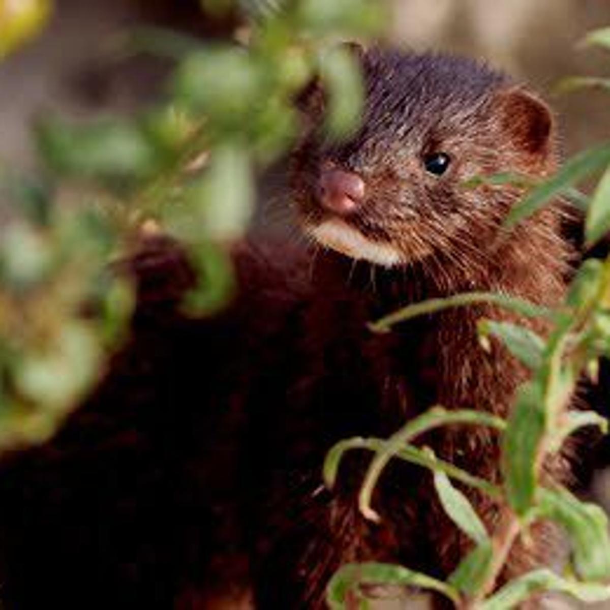 Playful Mink A Common Sight Along Lake Michigan Shore News Kenoshanews Com