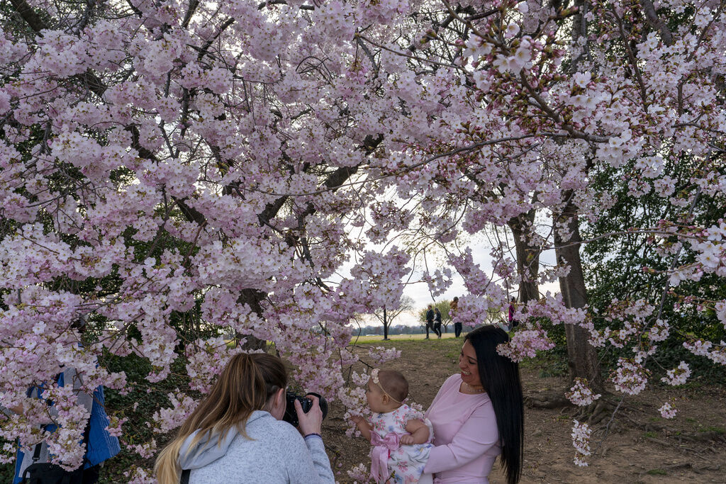 Stumpy among 100 iconic cherry trees in DC being cut down