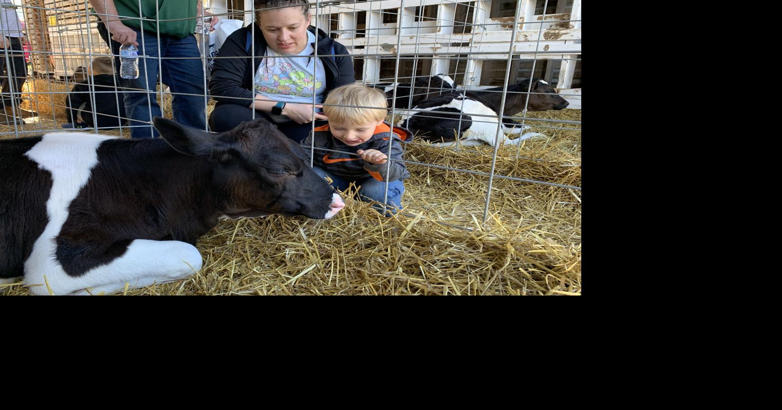 Kenosha County Dairy Breakfast draws thousands to working dairy farm in