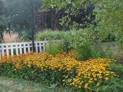 Pure Gold In The Garden Black Eyed Susans Start Their Summer Show Goldsturm Black Eyed Susan