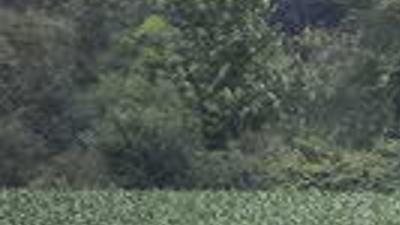 Making Hay A Guide To What S What In Wisconsin S Farm Fields