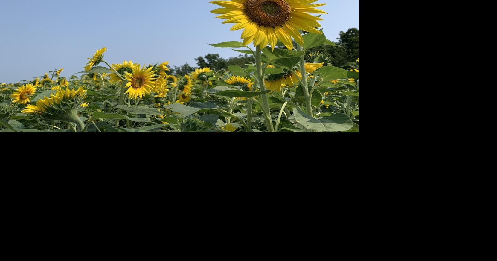Popular sunflower attraction returns for a second year at Thompson