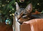 Holiday foods can be toxic to pets: A vet explains what to do if your pet eats them