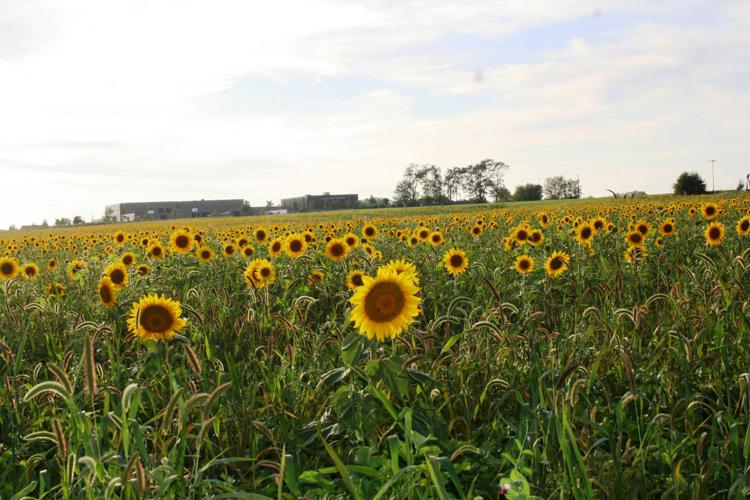 Sunflower fields featured near Trevor, Pleasant Prairie