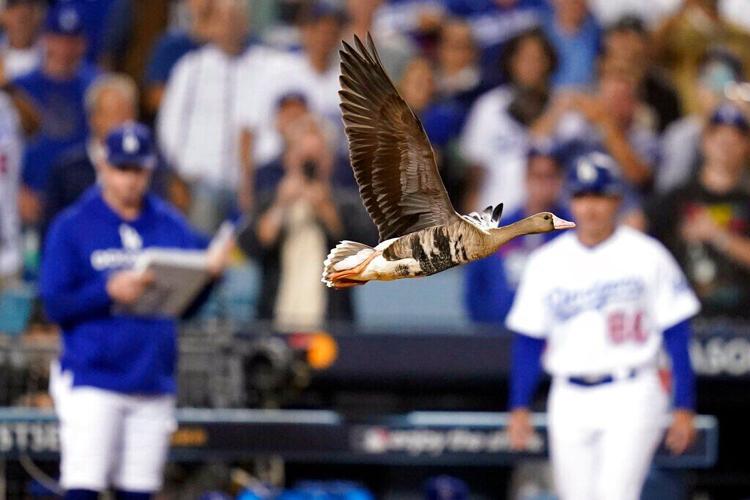 The reason a goose landed on Dodger Stadium field and caused a