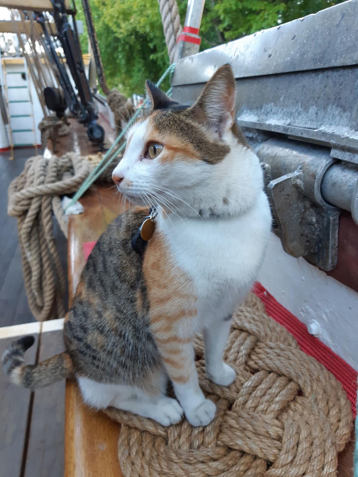 Tall Ships Cat Found Safe After Going Missing Local News