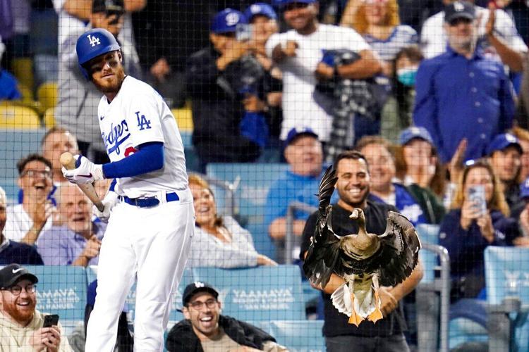 Goose on loose causes delay at Padres-Dodgers playoff game
