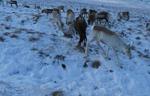 Reindeer eyes change color, putting Rudolph's red nose in the shade