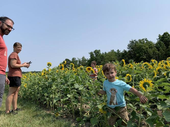 Popular sunflower attraction returns for a second year at Thompson