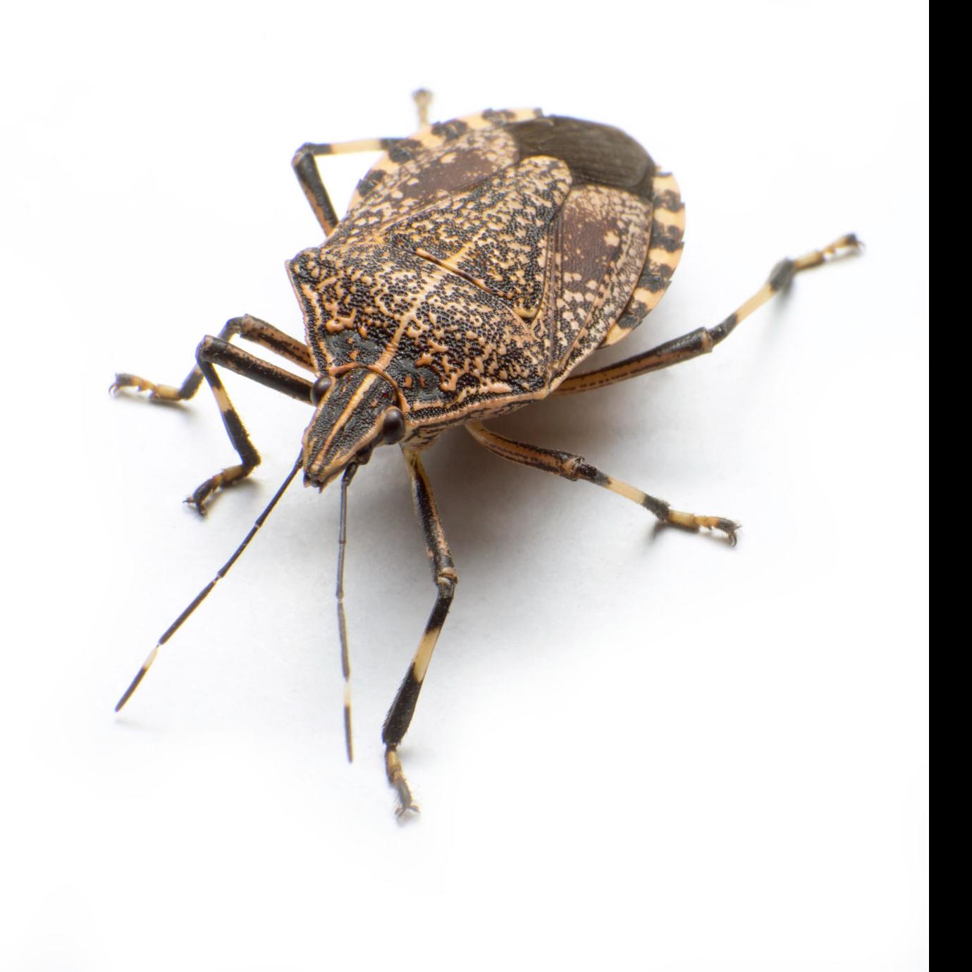 Brown Marmorated Stink Bug An Unwanted Guest Life Kenoshanews Com