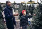 Christmas trees can stay fresh for weeks – a well-timed cut and consistent watering are key