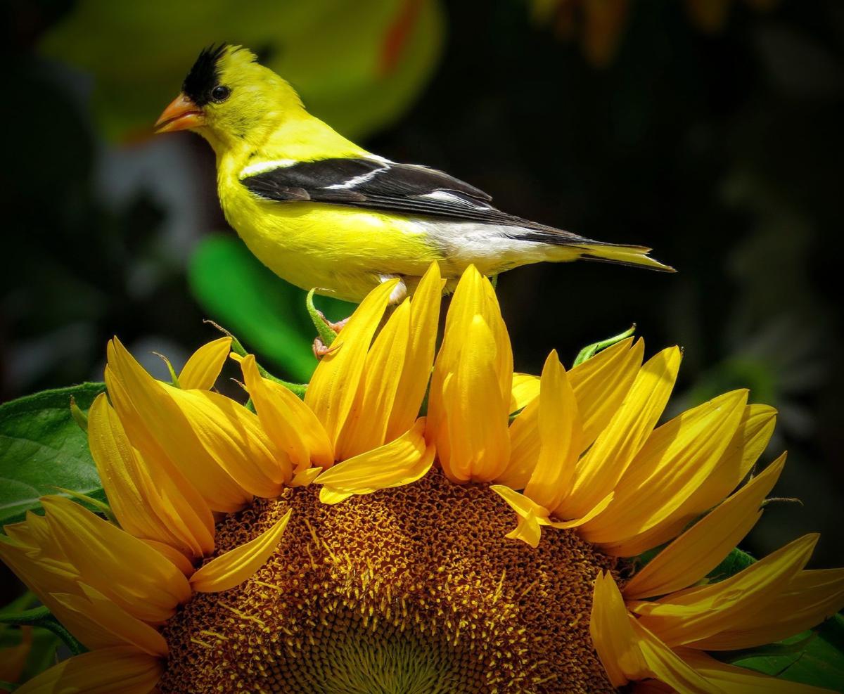 Kate Jerome Sunflowers are nature's birdfeeders Your Home