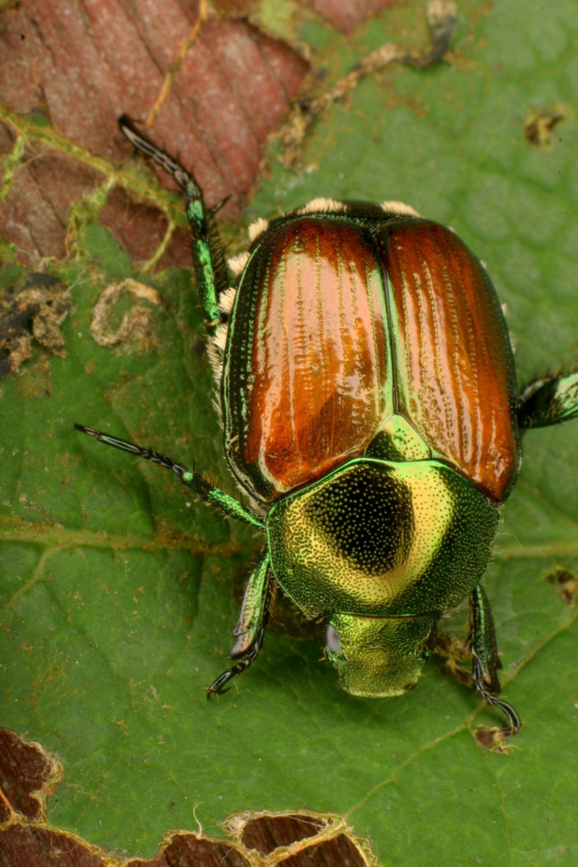 Vijai Pandian: Managing Japanse beetles while minimizing impacts on ...