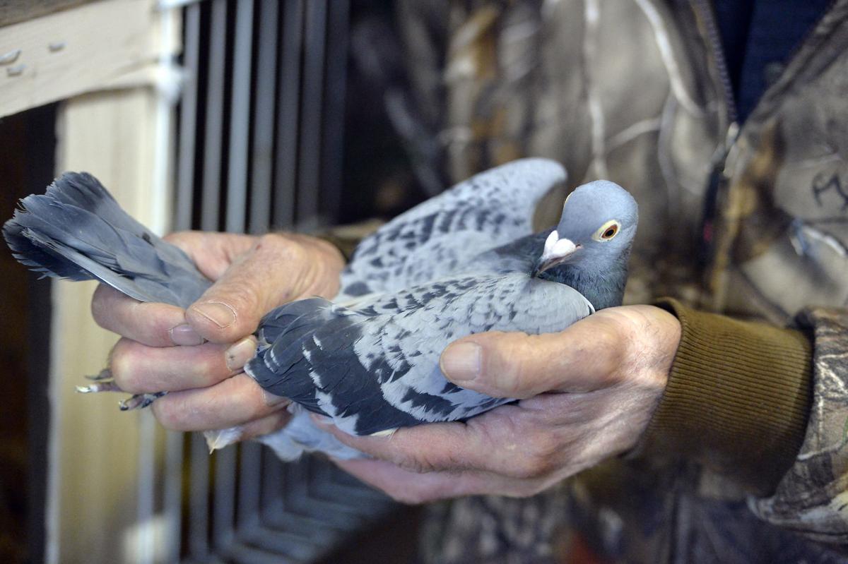 Best racing pigeons for sale