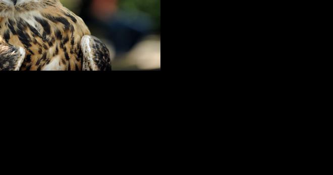 Kenosha/Racine Hoy Audubon Society hosts free field trips - Vimarsana News