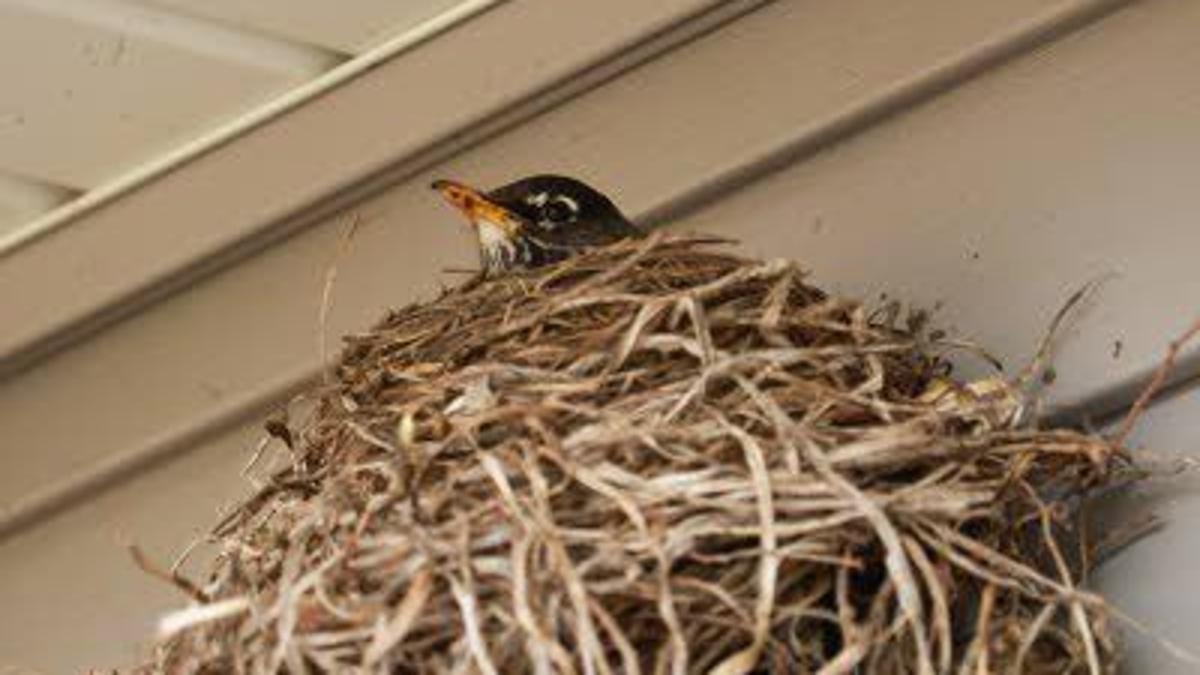 Dive Bombing Robins Keep Mail Carrier Away From Kenosha Home News Kenoshanews Com