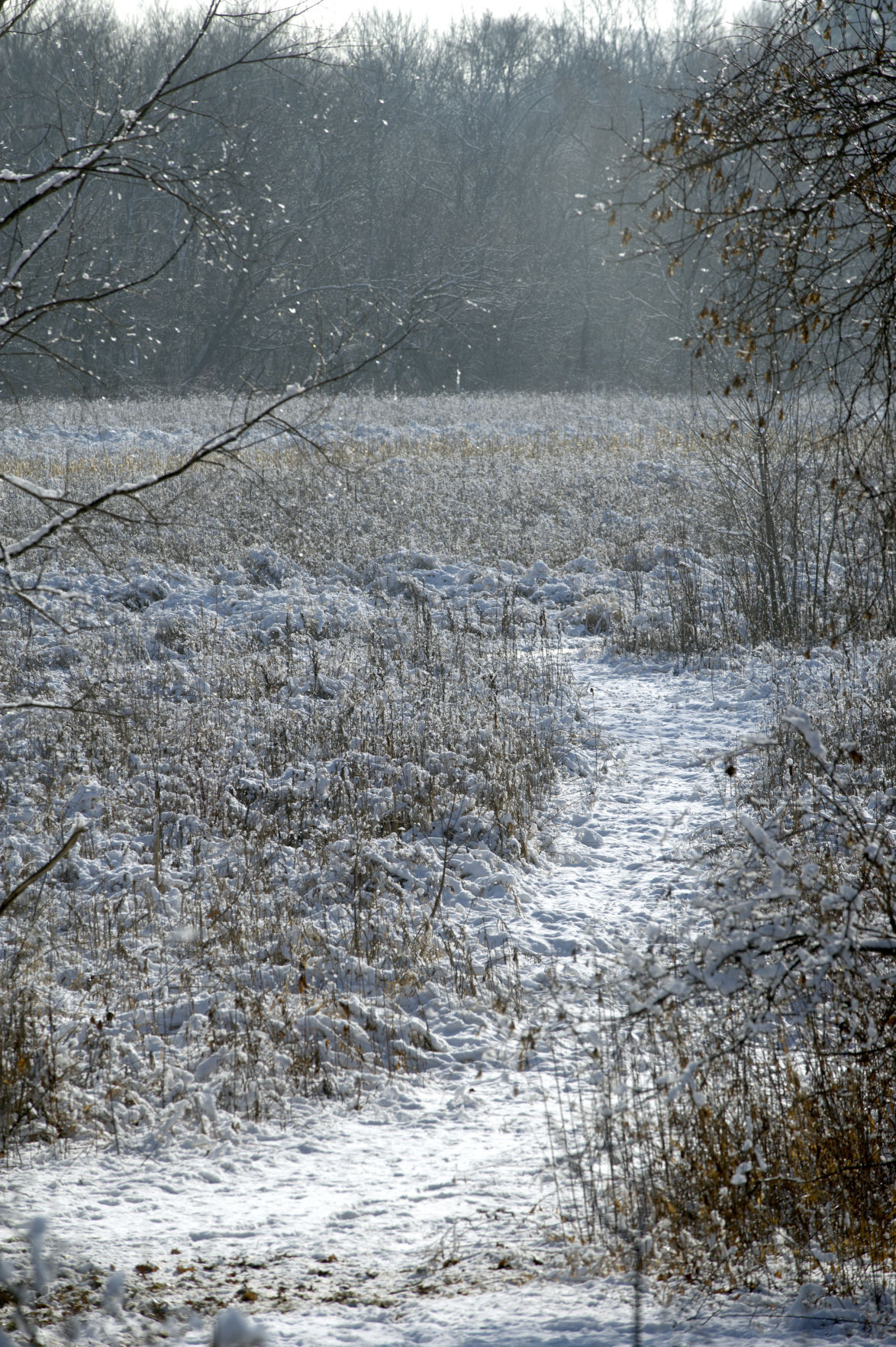 Winter elegance Snow graces Kenosha County Living
