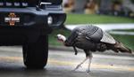CARL - TURKEY