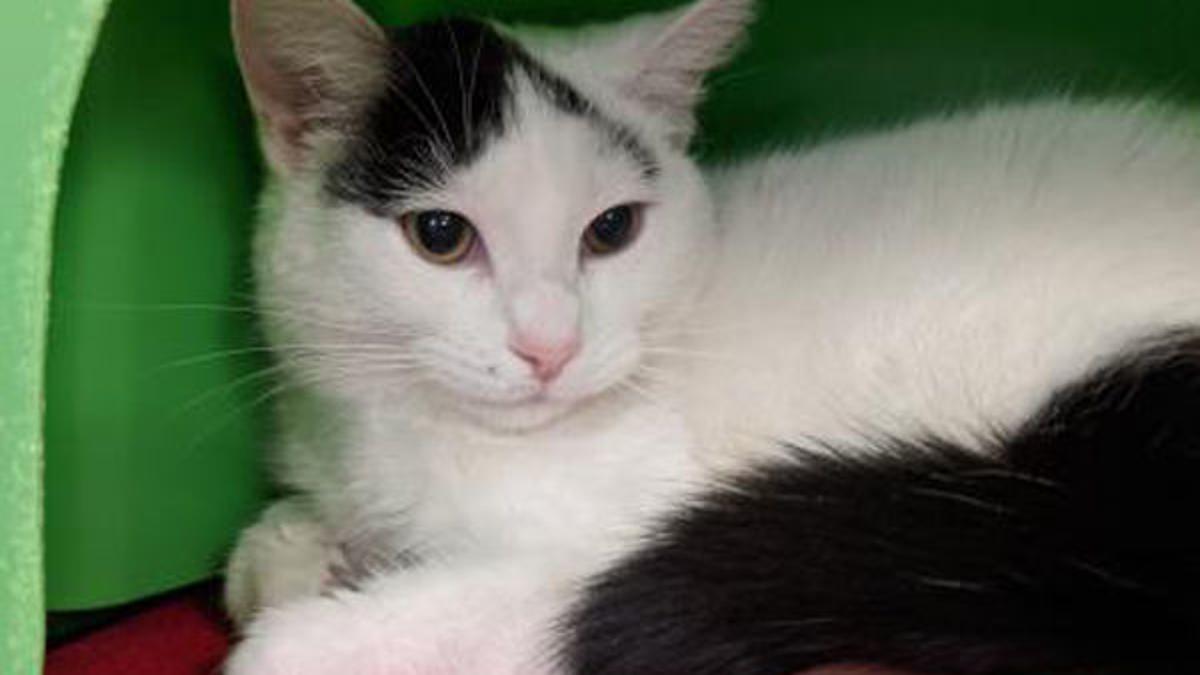 Looking For A Home From Safe Harbor Local News Kenoshanews Com