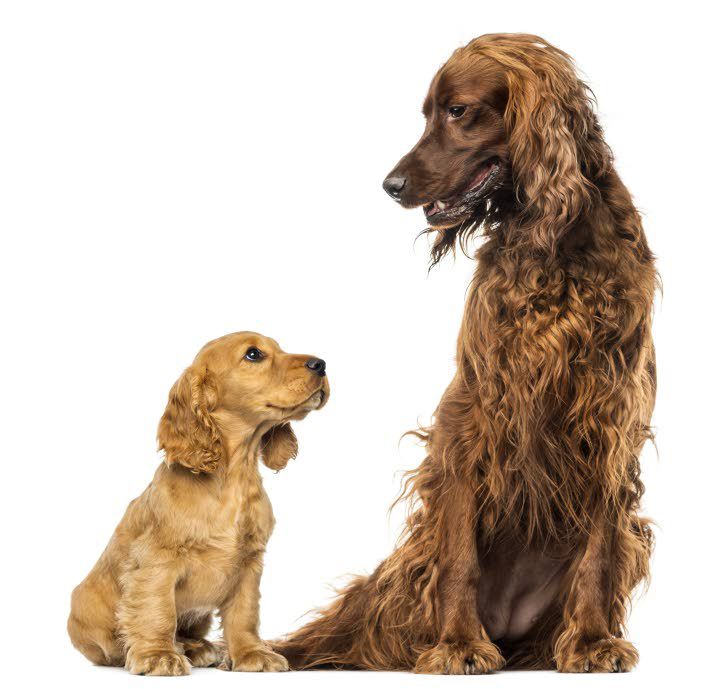 5 Spot Ease the way when your new puppy, older dog meet