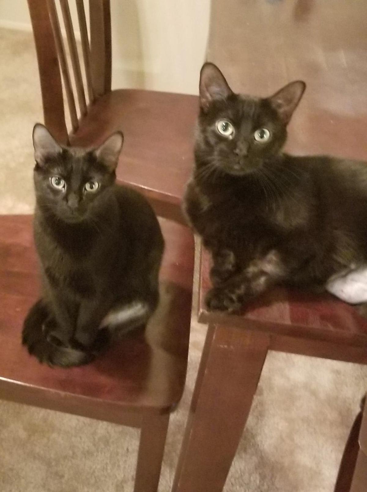 Meet The Cats Up For Adoption Through Kindred Kitties Local News Kenoshanews Com