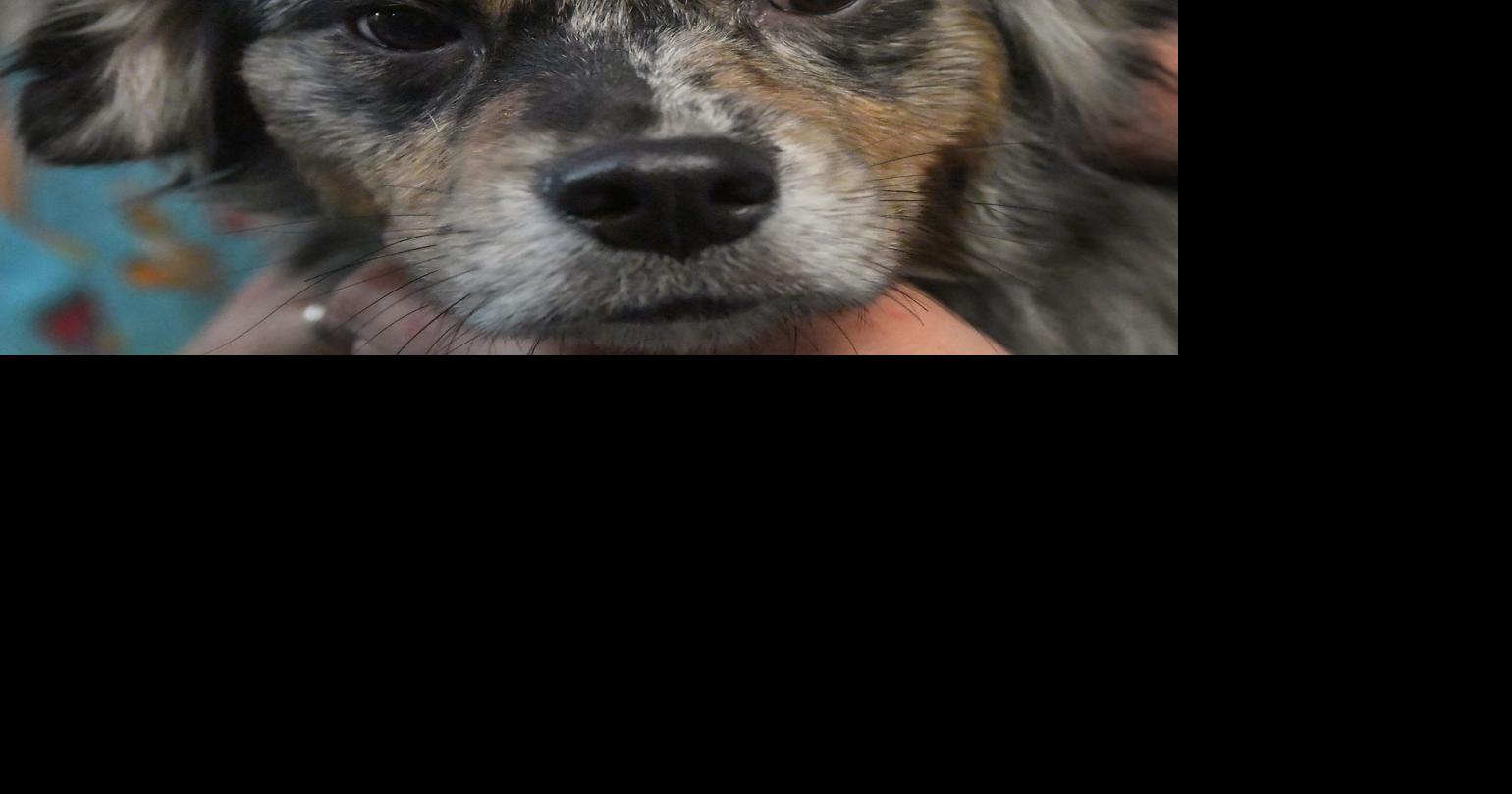 52 dogs seized from Pleasant Prairie home