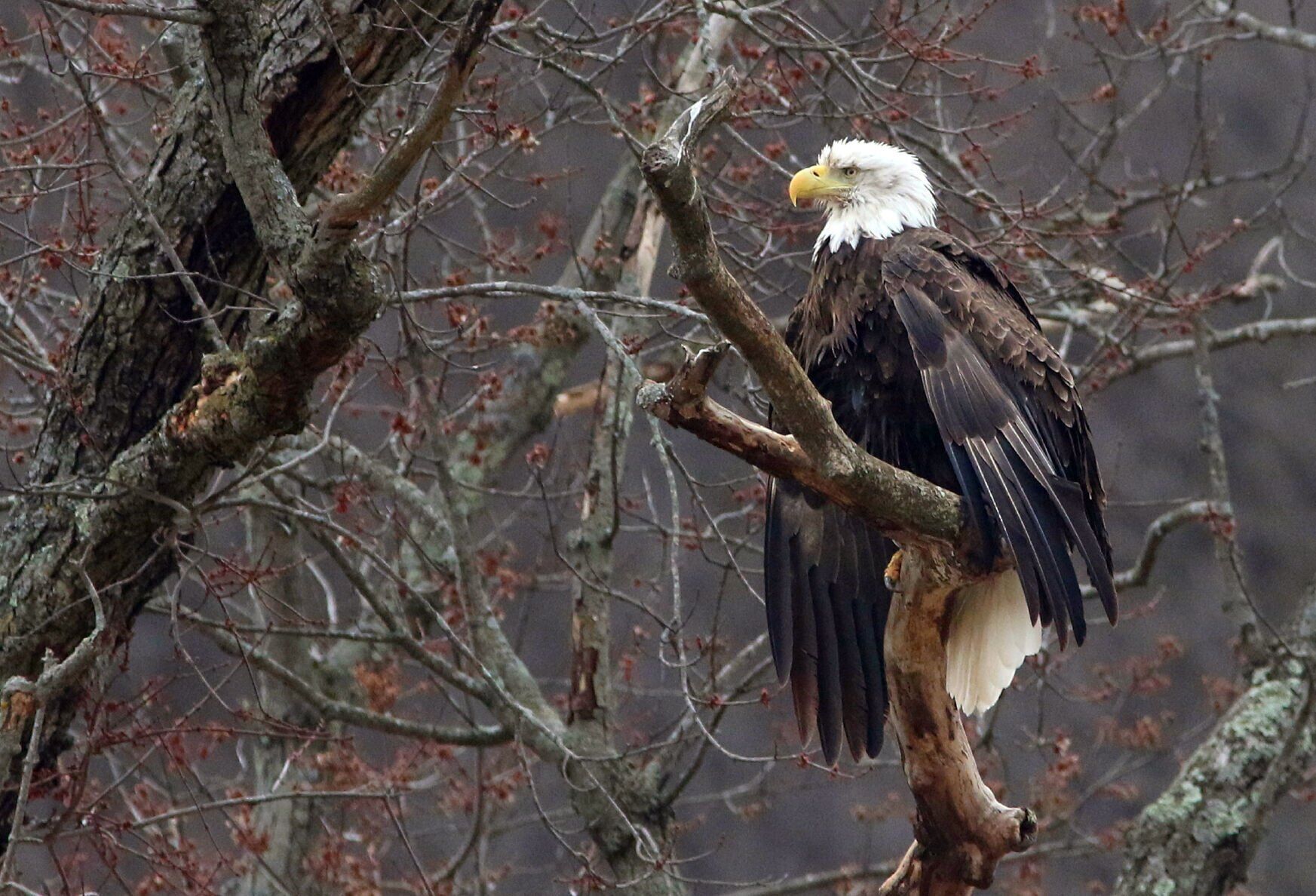 Update Bald eagle found shot in Milwaukee County dies during surgery