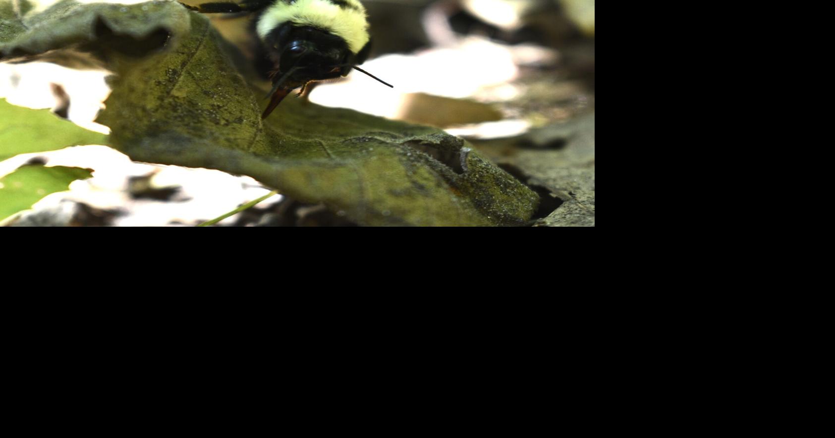 Bumble Bee Brigade tracks Wisconsin species one photo at a time