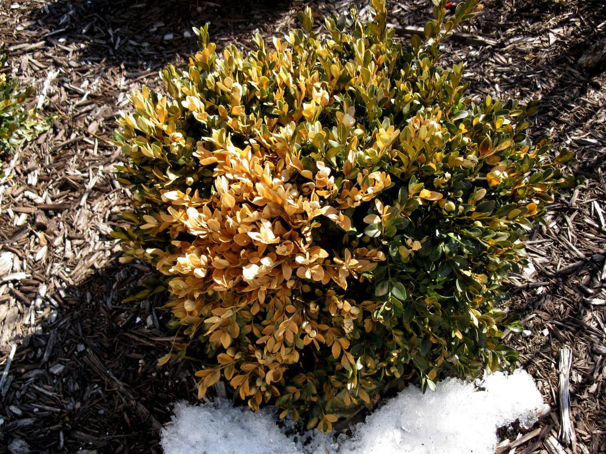 Jeanne HilinskeChristensen Evergreens turning brown over the winter