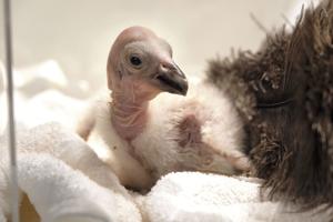 ‘America’s largest flying bird’: LA Zoo sets record with 17 California condor chicks hatched in 2024